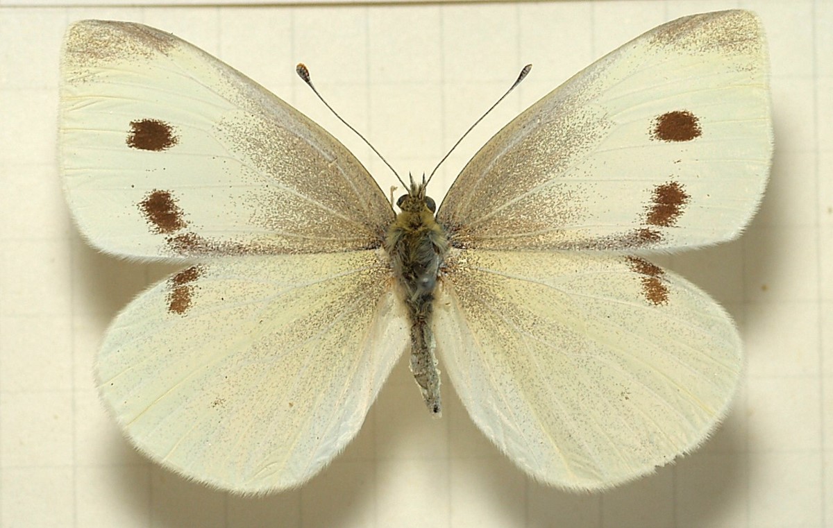 پروانه سفیده کوچک 