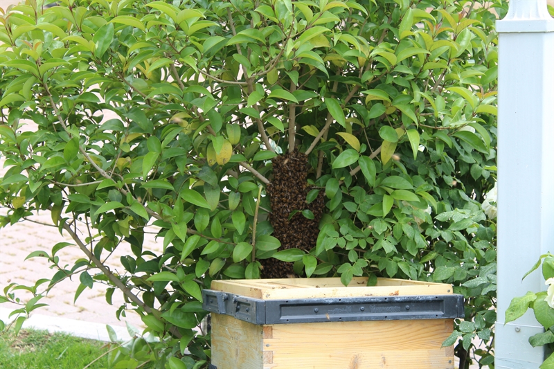 آغاز بچه دادن کندوها در مرکز تحقیقات زنبور عسل دارآباد