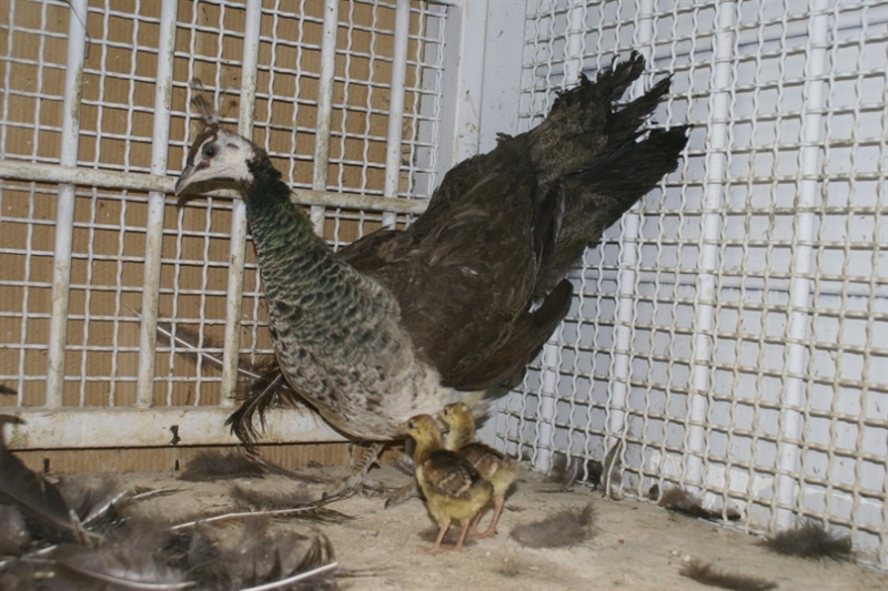 جوجه گیری طاووس سبز برای اولین بار در موزه طبیعت و حیات وحش ایران-دارآباد 